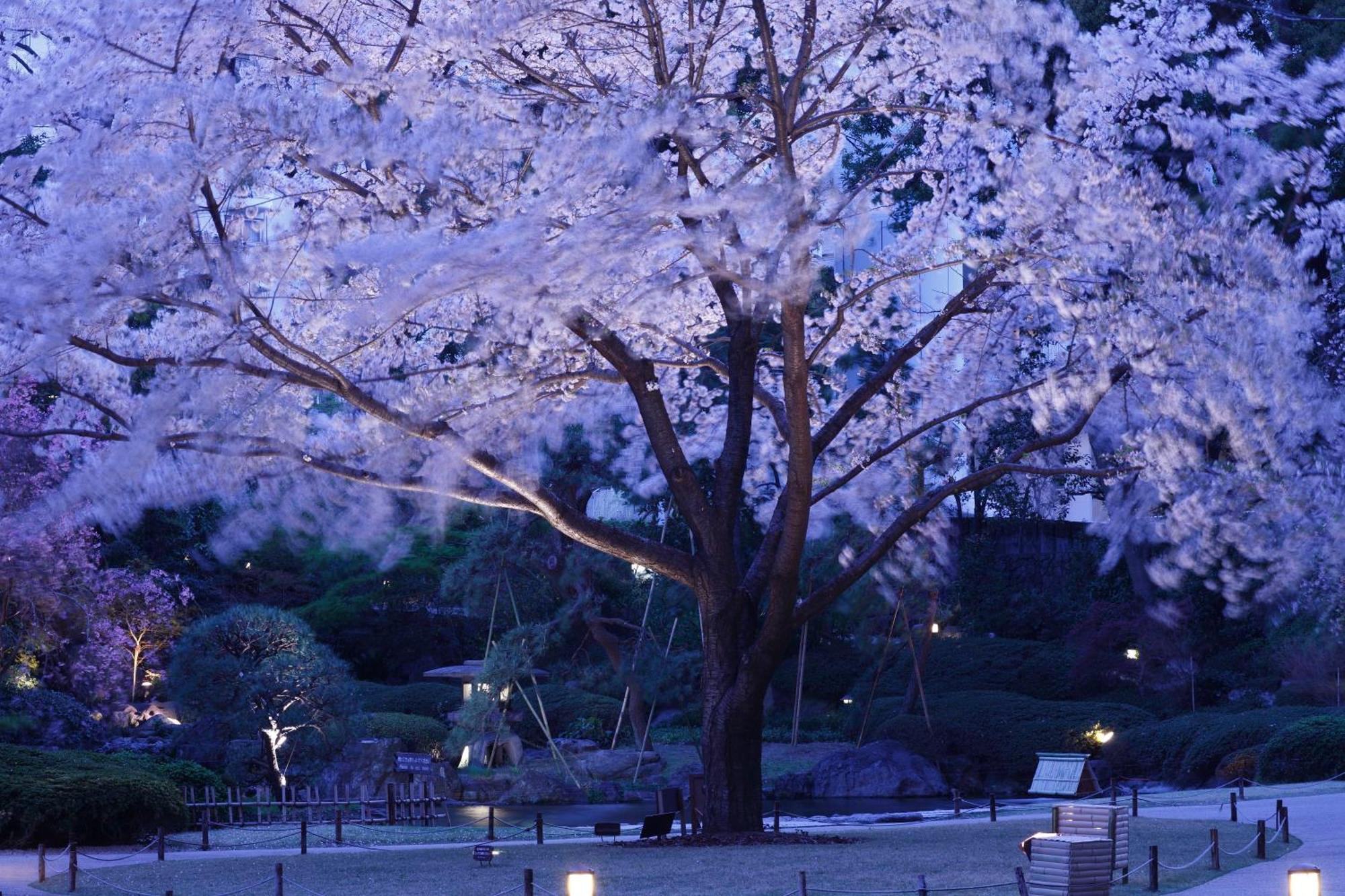 The Sakura Tower Tokyo, Autograph Collection Tōkyō